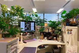 00後在工位上養花，把「班味」去得賊乾淨，老闆：公司最穩的員工
