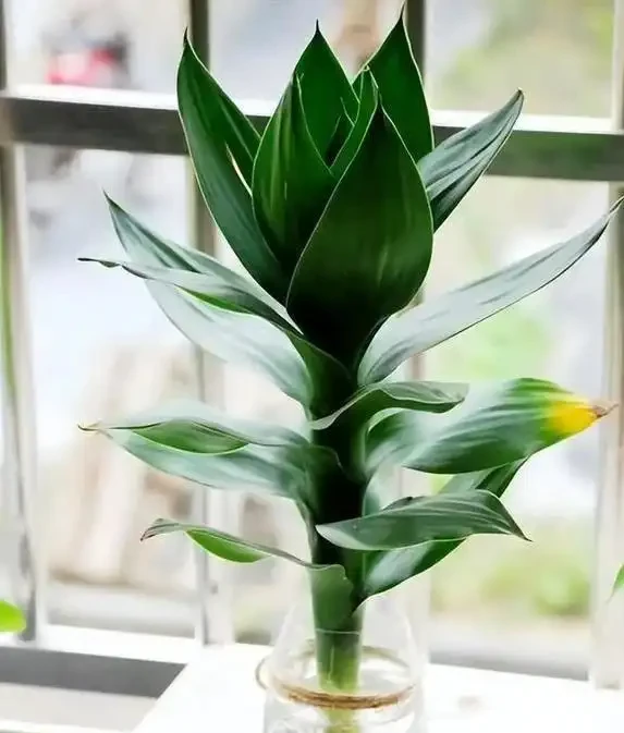 萬年竹葉子發黃咋辦?學會3招妙招,葉子綠到發光!