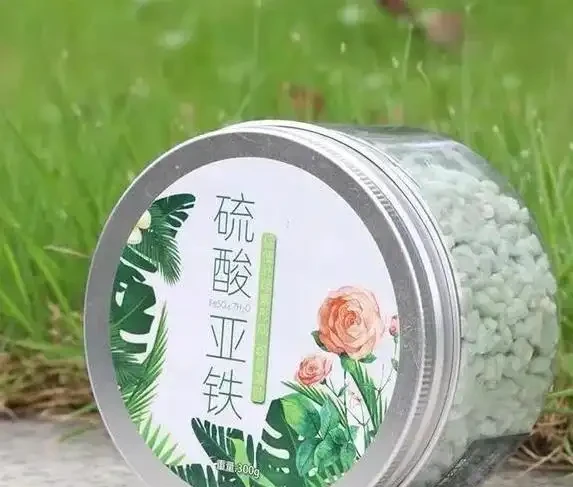 萬年竹葉子發黃咋辦?學會3招妙招,葉子綠到發光!