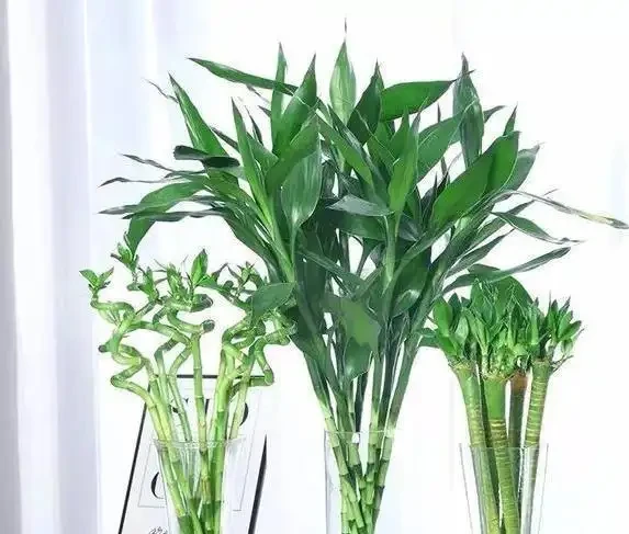萬年竹葉子發黃咋辦?學會3招妙招,葉子綠到發光!