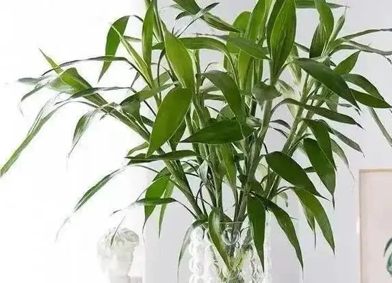 萬年竹葉子發黃咋辦?學會3招妙招,葉子綠到發光!