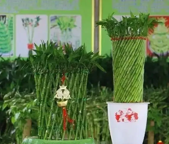 萬年竹葉子發黃咋辦?學會3招妙招,葉子綠到發光!