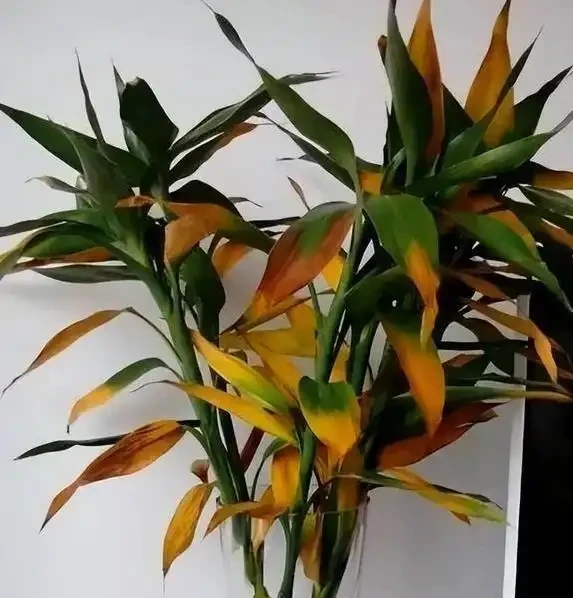 萬年竹葉子發黃咋辦?學會3招妙招,葉子綠到發光!