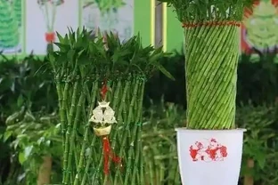 萬年竹葉子發黃咋辦？學會3招妙招，葉子綠到發光！