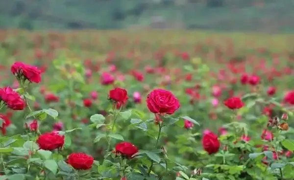 玫瑰花葉子發黃的原因,冬季玫瑰花落葉正常嗎