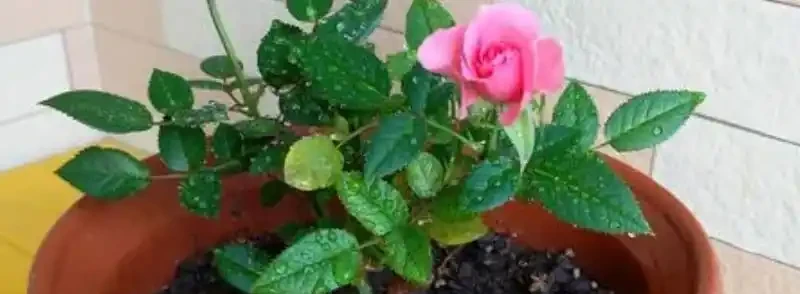 玫瑰花葉子發黃的原因,冬季玫瑰花落葉正常嗎