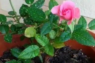 玫瑰花葉子發黃的原因，冬季玫瑰花落葉正常嗎