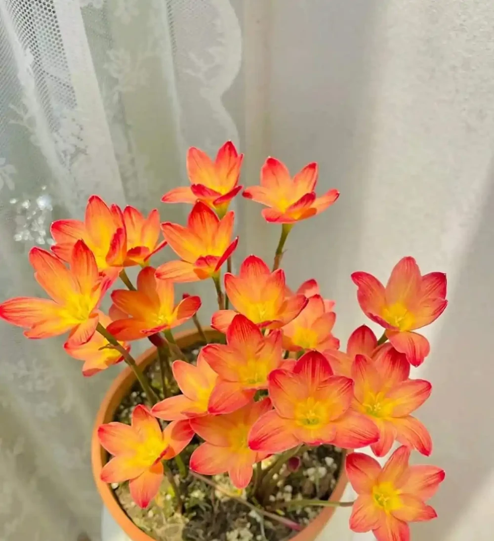 8種「養不死」的花,扔外面不用管照樣滿盆爆花,非常適合懶人!