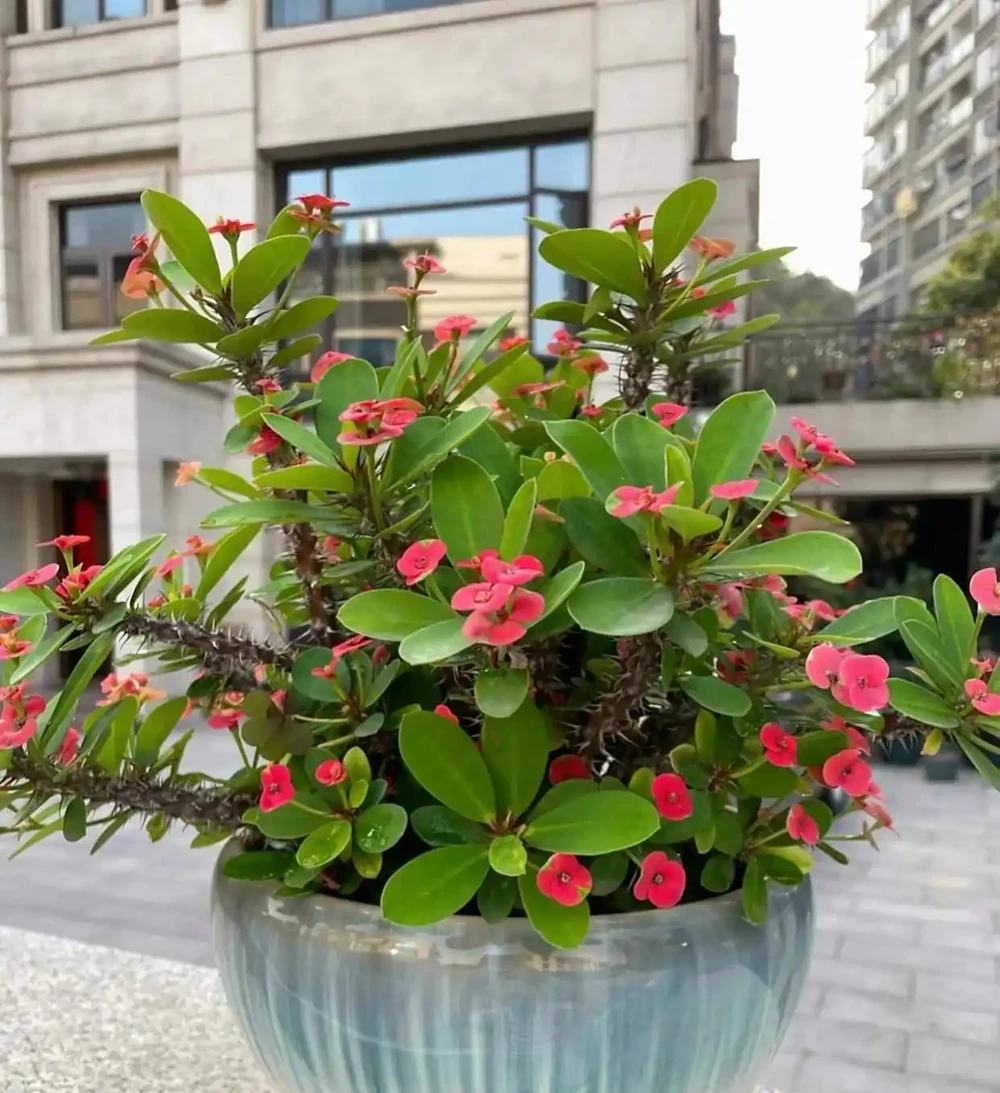 8種「養不死」的花,扔外面不用管照樣滿盆爆花,非常適合懶人!
