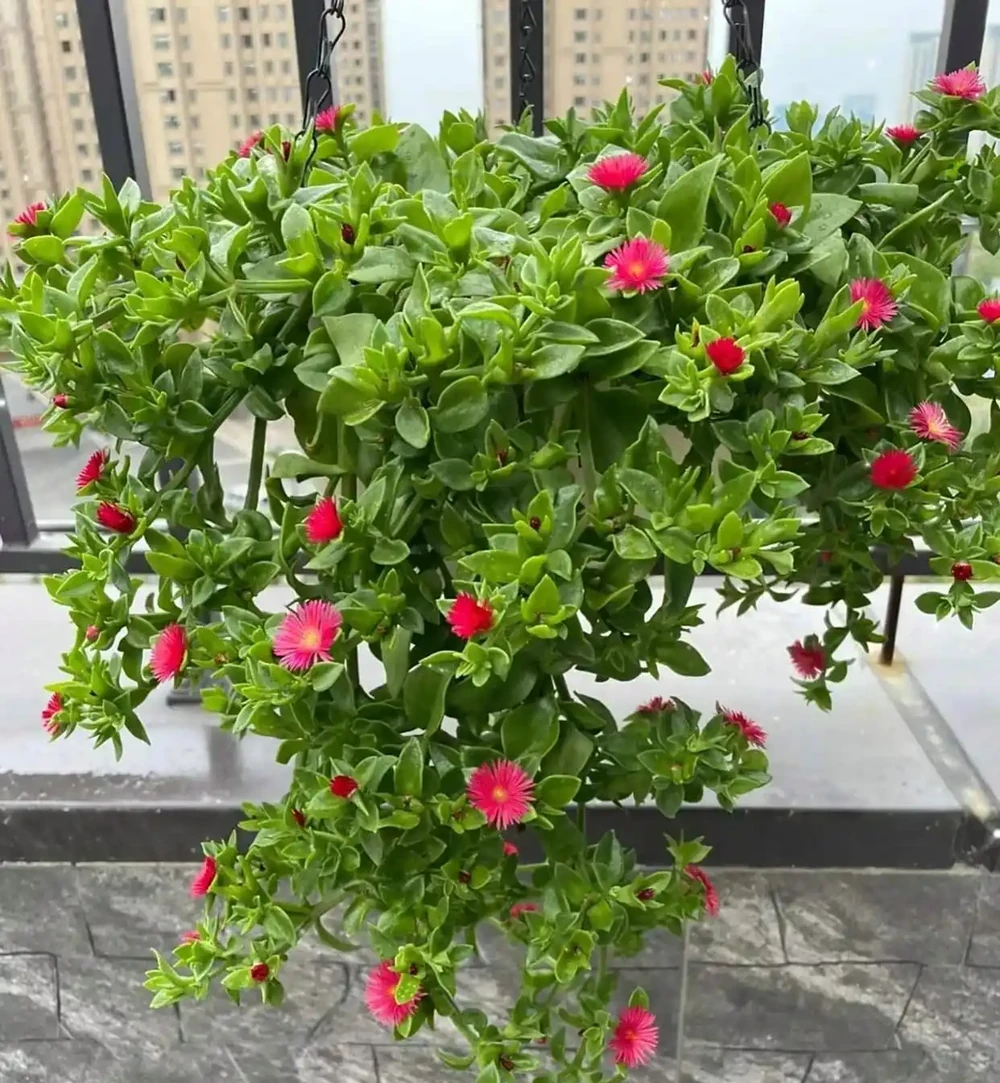 8種「養不死」的花,扔外面不用管照樣滿盆爆花,非常適合懶人!