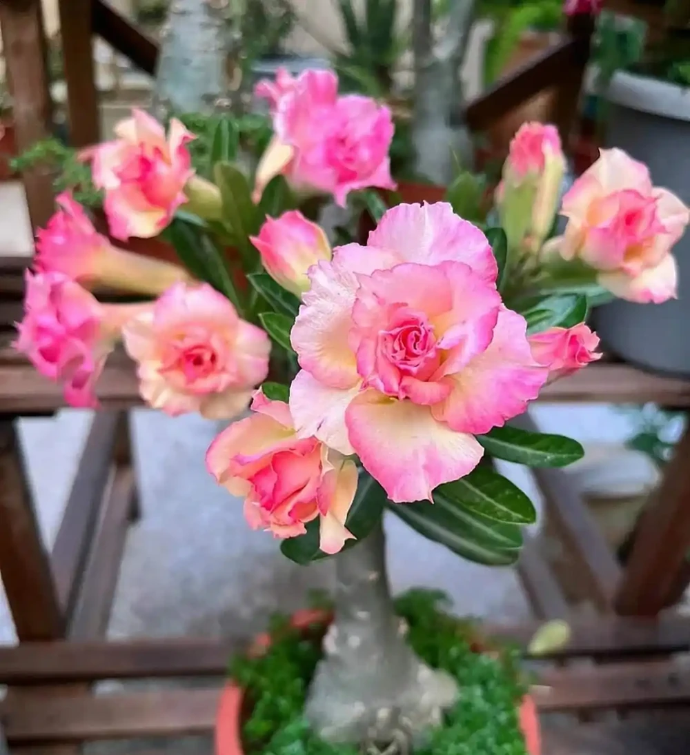 8種「養不死」的花,扔外面不用管照樣滿盆爆花,非常適合懶人!