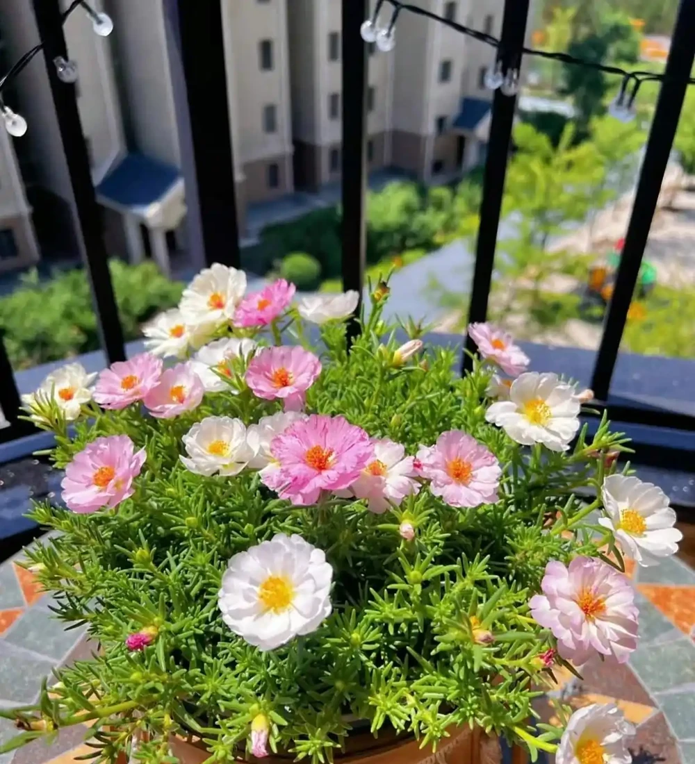 8種「養不死」的花,扔外面不用管照樣滿盆爆花,非常適合懶人!