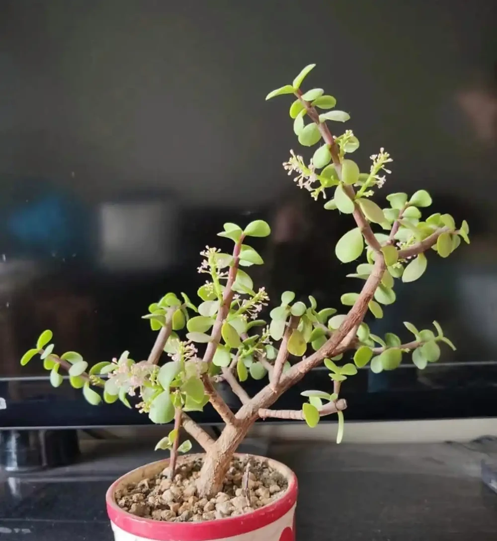 8種「養不死」的花,扔外面不用管照樣滿盆爆花,非常適合懶人!