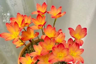 8種「養不死」的花，扔外面不用管照樣滿盆爆花，非常適合懶人！