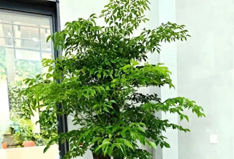 室內養幸福樹,避開這5個「坑」,莖幹粗壯,葉子濃綠茂盛!