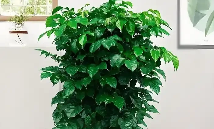 室內養幸福樹,避開這5個「坑」,莖幹粗壯,葉子濃綠茂盛!