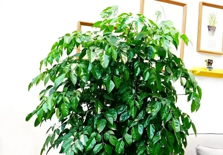 室內養幸福樹,避開這5個「坑」,莖幹粗壯,葉子濃綠茂盛!
