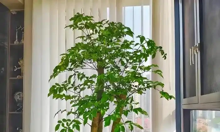 室內養幸福樹,避開這5個「坑」,莖幹粗壯,葉子濃綠茂盛!