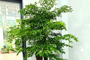 室內養幸福樹，避開這5個「坑」，莖幹粗壯，葉子濃綠茂盛！