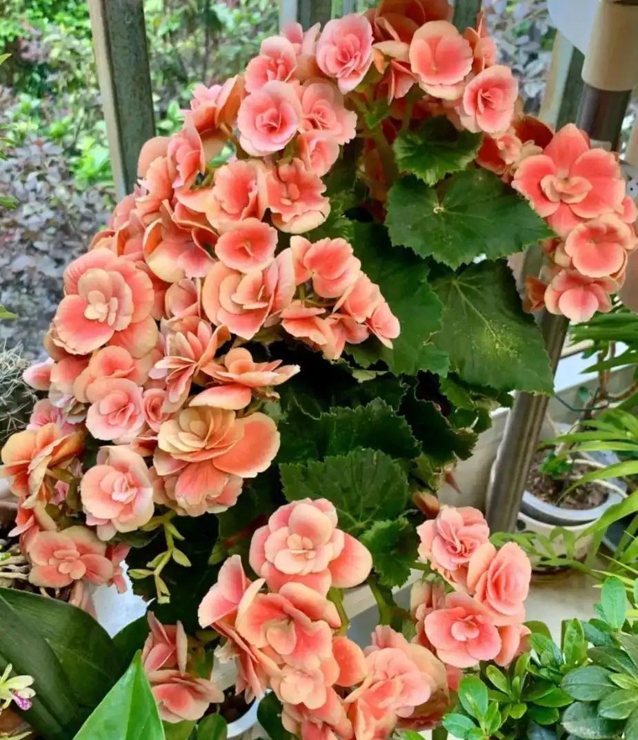 開花最勤奮的6種花,一定要種它們,四季開花不斷,好養還漂亮