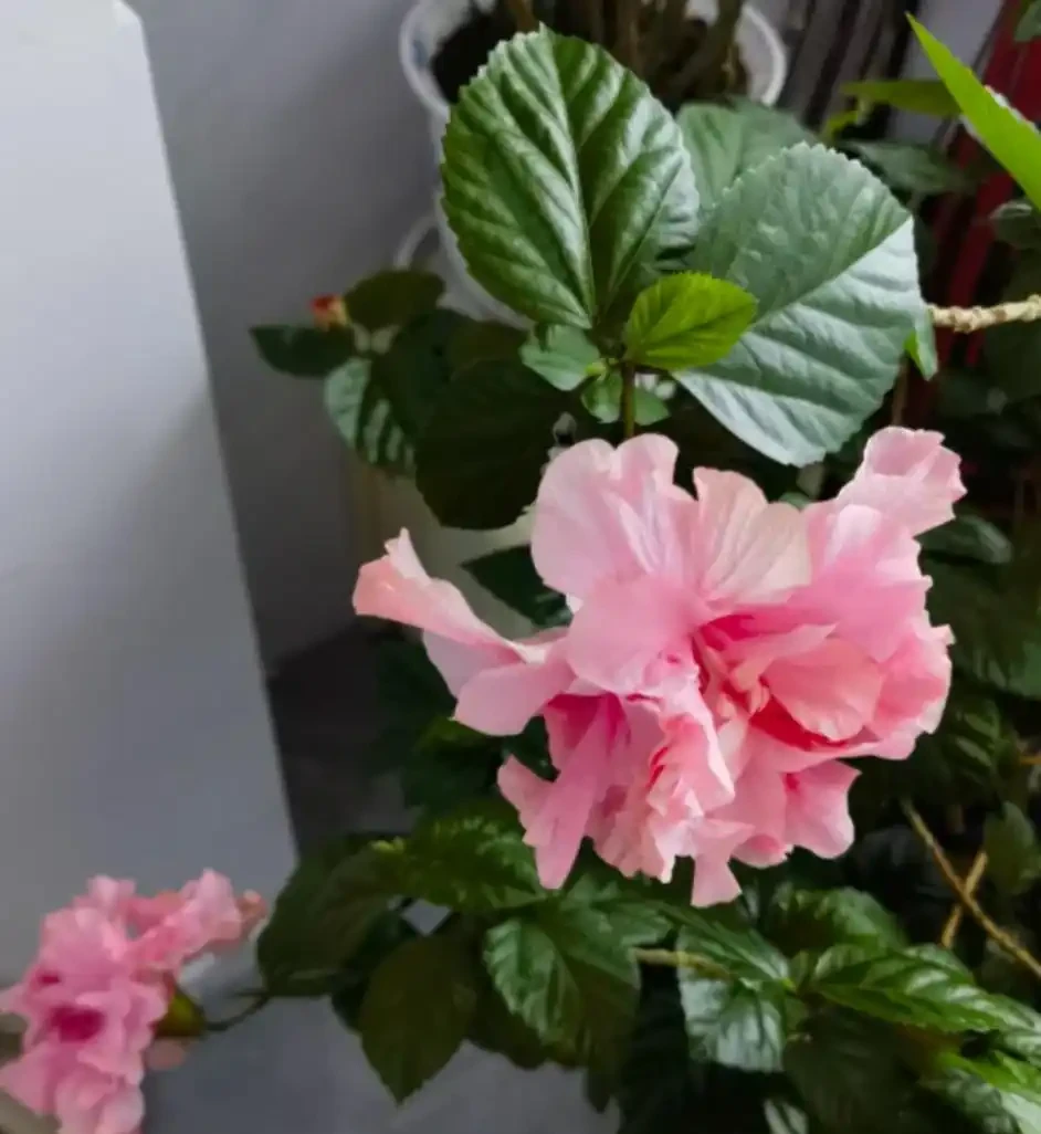 開花最勤奮的6種花,一定要種它們,四季開花不斷,好養還漂亮