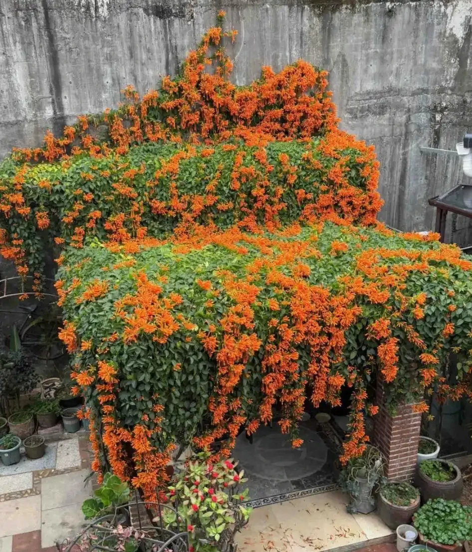 開花最勤奮的6種花,一定要種它們,四季開花不斷,好養還漂亮
