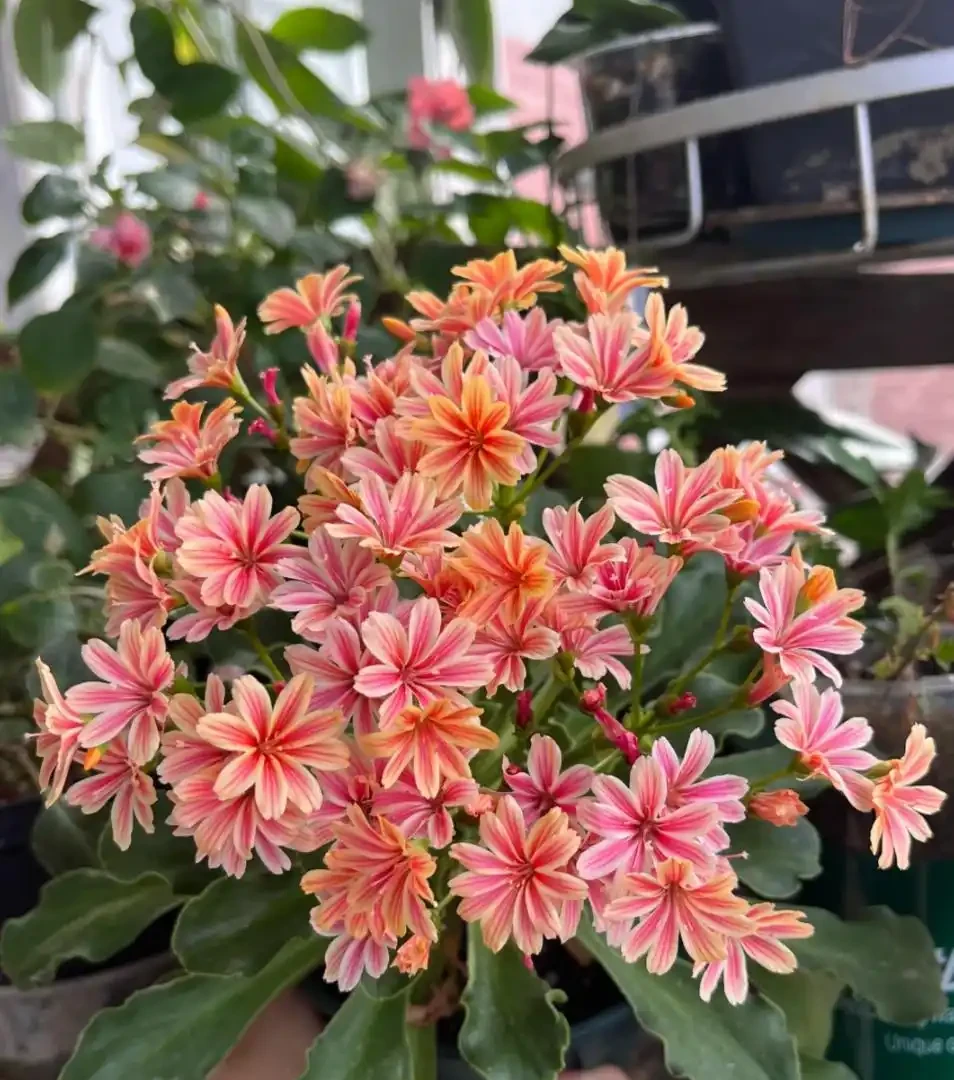 開花最勤奮的6種花,一定要種它們,四季開花不斷,好養還漂亮