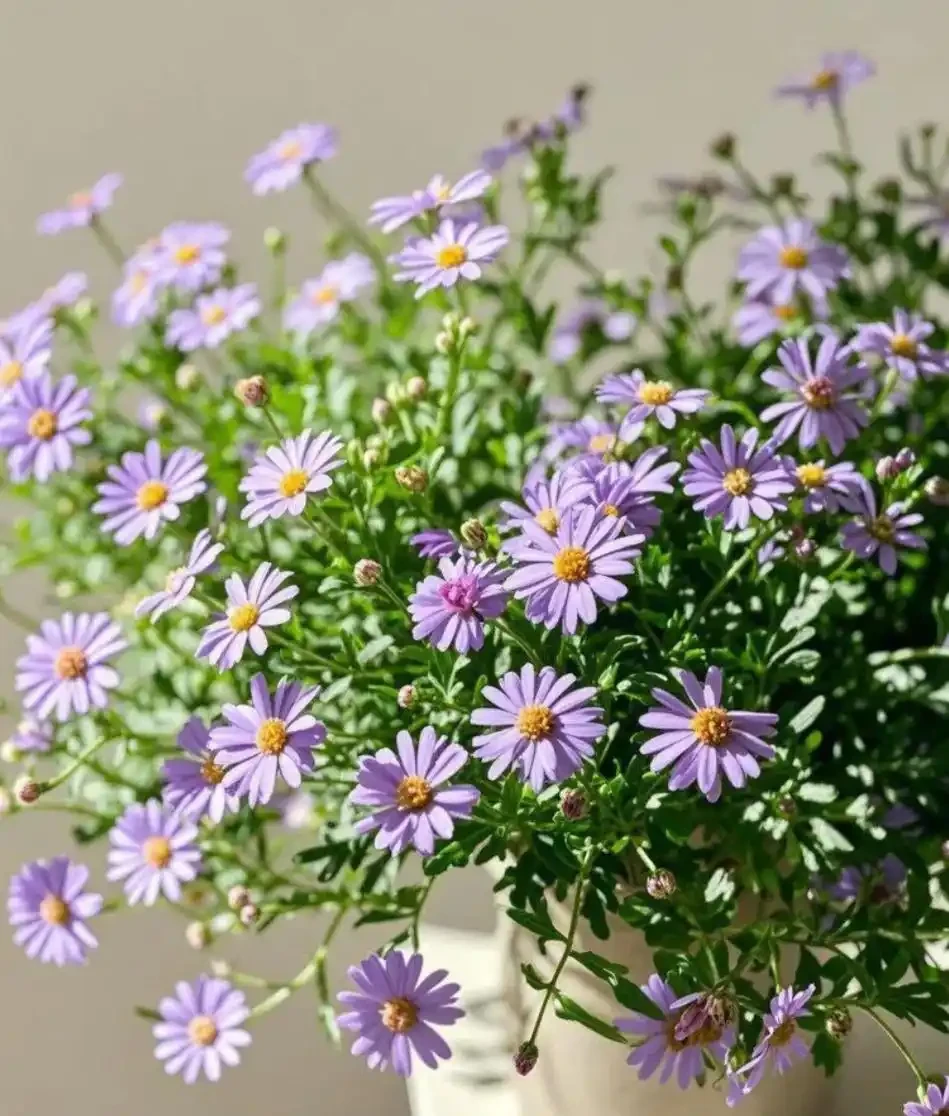 開花最勤奮的6種花,一定要種它們,四季開花不斷,好養還漂亮
