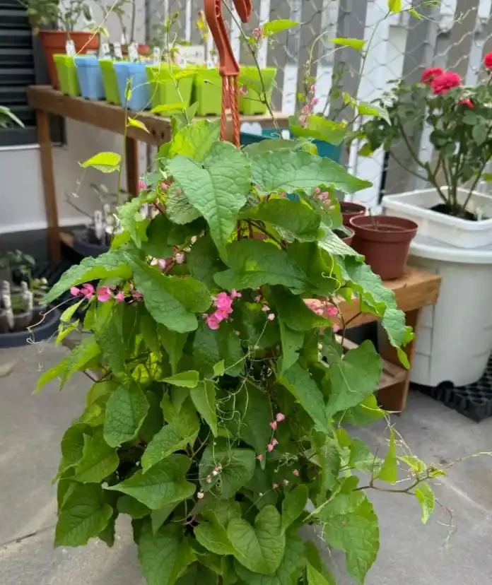 開花最勤奮的6種花,一定要種它們,四季開花不斷,好養還漂亮