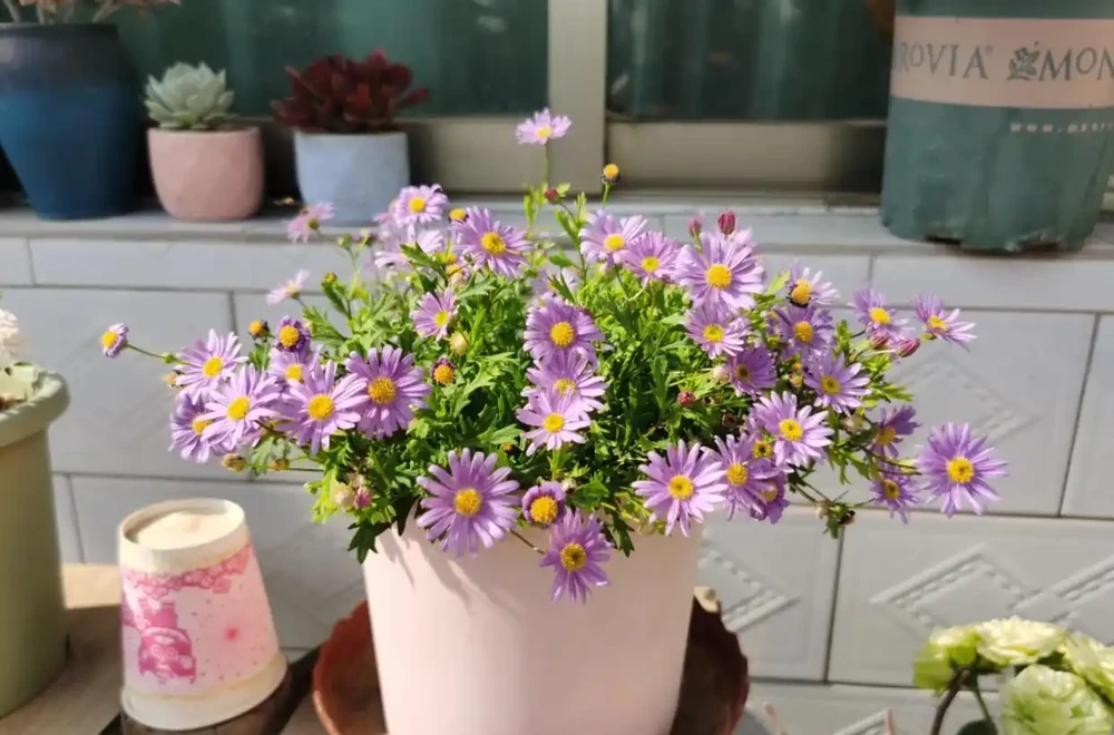 開花最勤奮的6種花,一定要種它們,四季開花不斷,好養還漂亮
