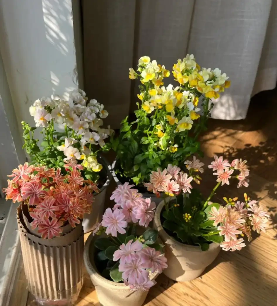 開花最勤奮的6種花,一定要種它們,四季開花不斷,好養還漂亮
