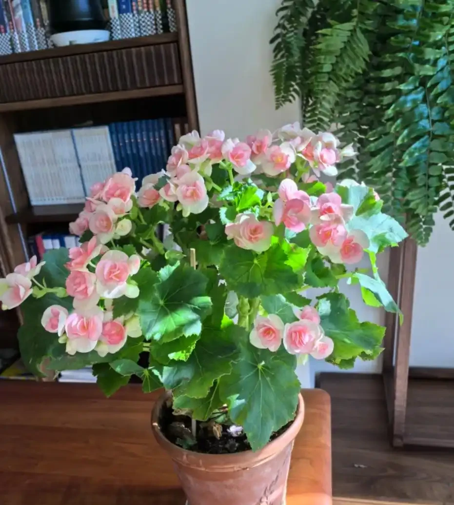 開花最勤奮的6種花,一定要種它們,四季開花不斷,好養還漂亮