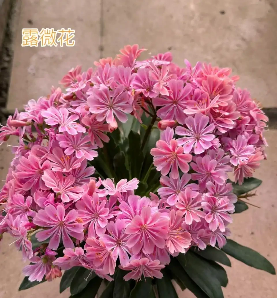 開花最勤奮的6種花,一定要種它們,四季開花不斷,好養還漂亮