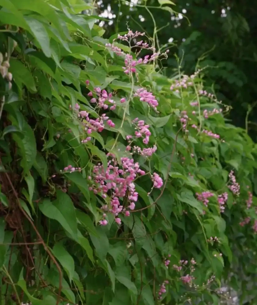 開花最勤奮的6種花,一定要種它們,四季開花不斷,好養還漂亮