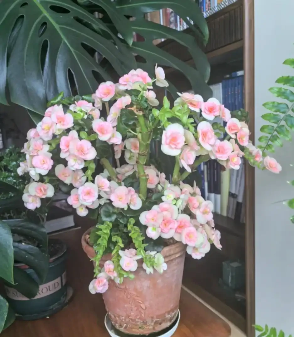 開花最勤奮的6種花,一定要種它們,四季開花不斷,好養還漂亮
