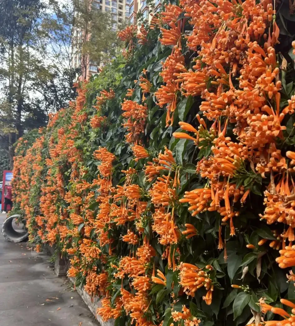 開花最勤奮的6種花,一定要種它們,四季開花不斷,好養還漂亮