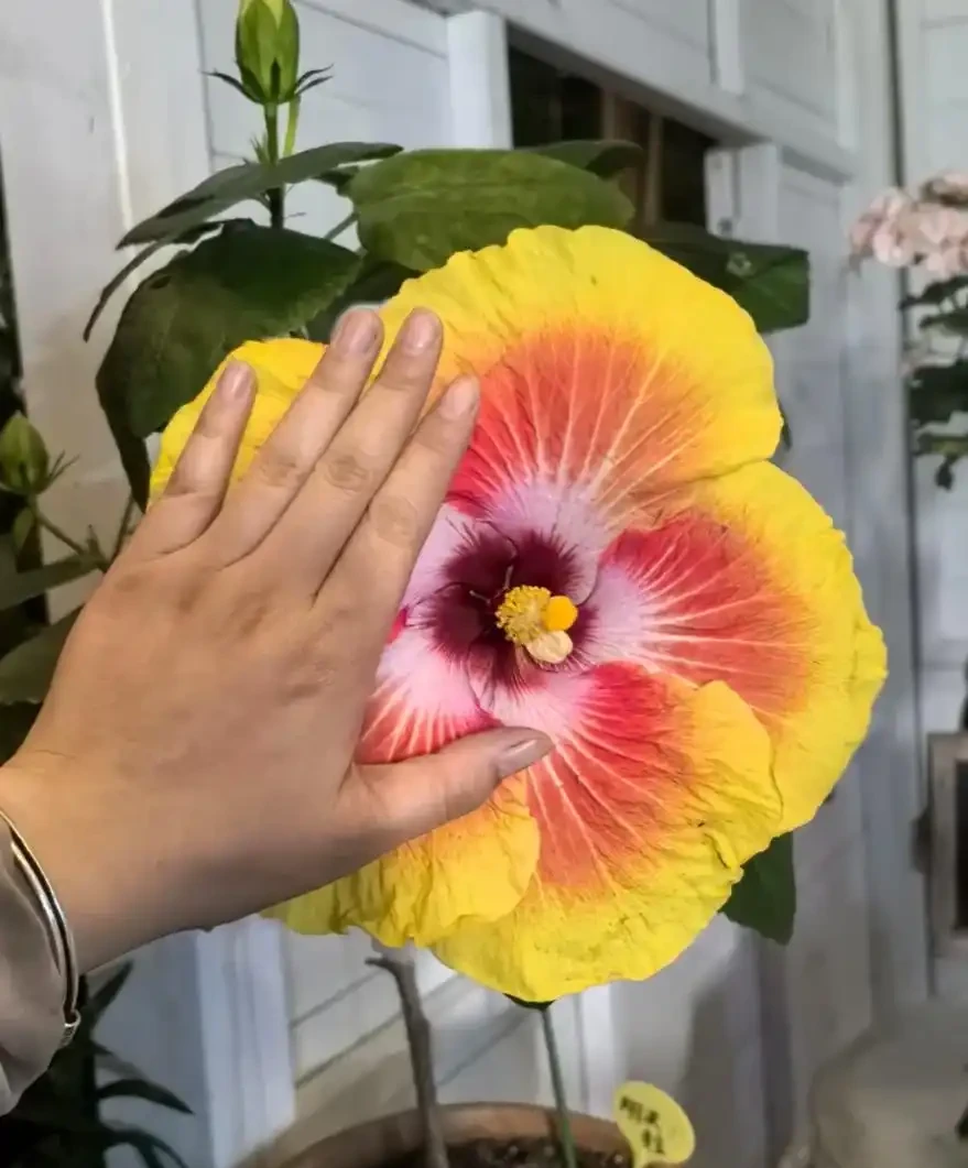 開花最勤奮的6種花,一定要種它們,四季開花不斷,好養還漂亮
