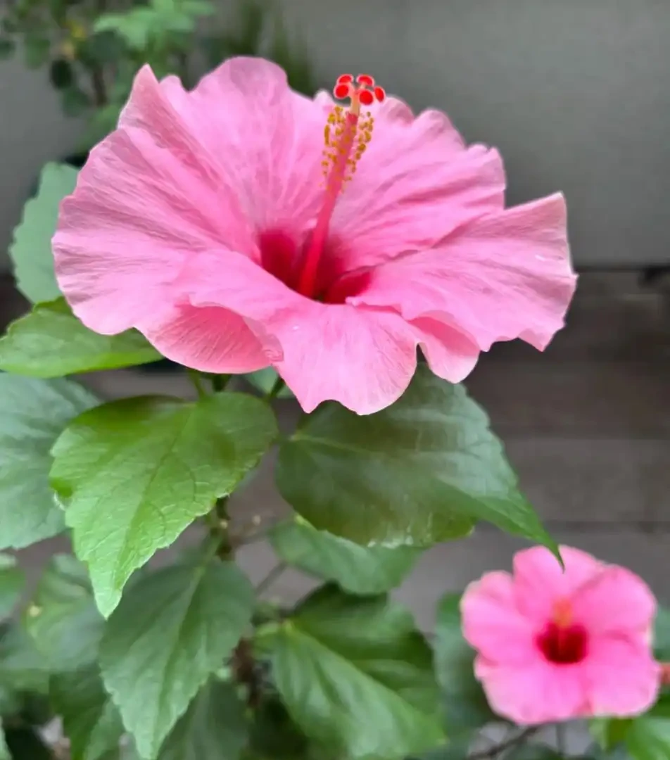 開花最勤奮的6種花,一定要種它們,四季開花不斷,好養還漂亮