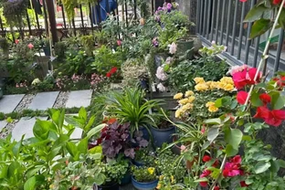 開花最勤奮的6種花，一定要種它們，四季開花不斷，好養還漂亮