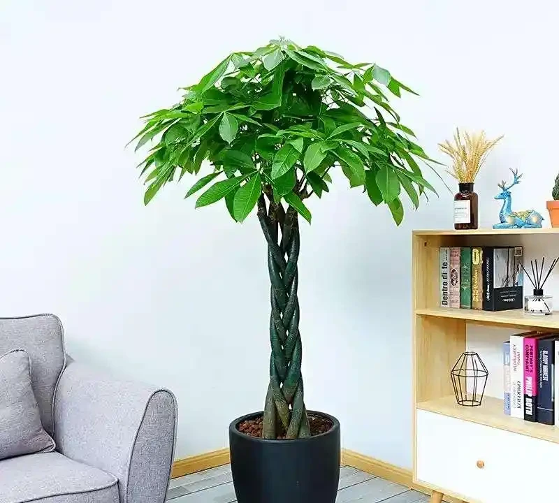 最適合養在客廳的8種大型綠植,顏值高、寓意好,還容易養活!
