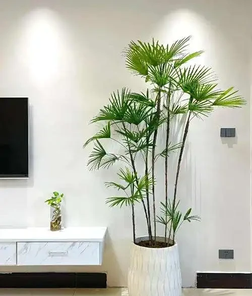 最適合養在客廳的8種大型綠植,顏值高、寓意好,還容易養活!