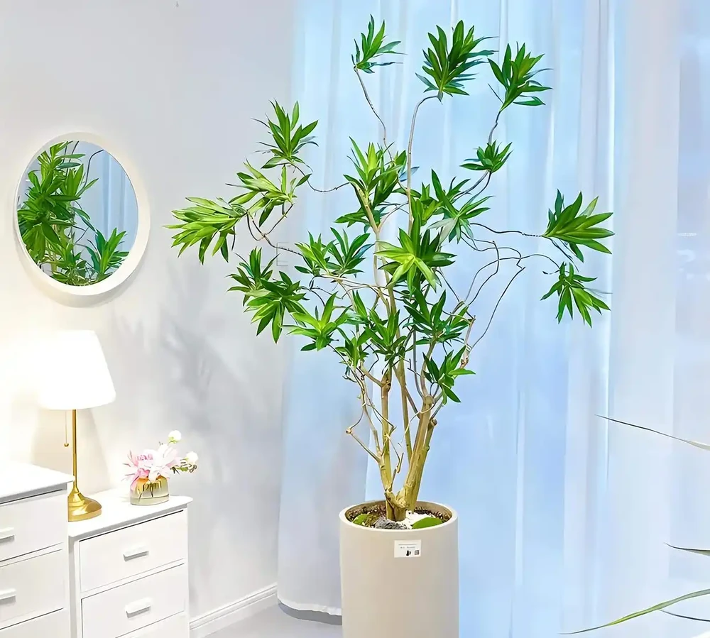 最適合養在客廳的8種大型綠植,顏值高、寓意好,還容易養活!