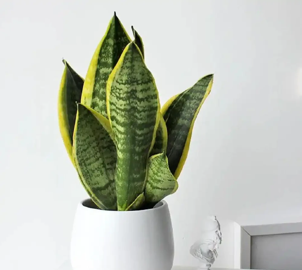 耐陰花卉 Top10!好看又好養,寓意超吉祥