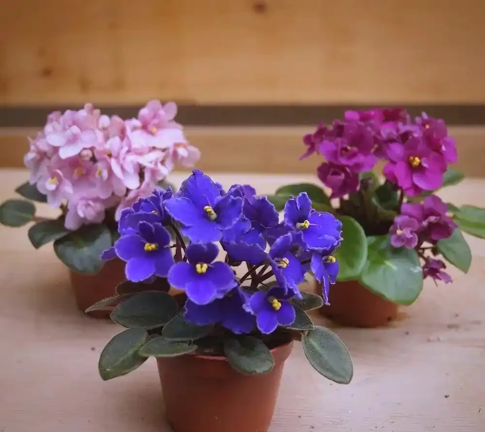 耐陰花卉 Top10!好看又好養,寓意超吉祥