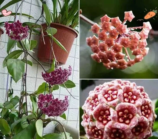 耐陰花卉 Top10!好看又好養,寓意超吉祥