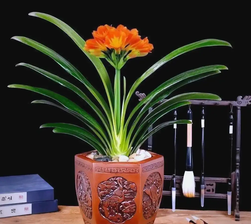 耐陰花卉 Top10!好看又好養,寓意超吉祥