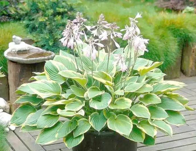 耐陰花卉 Top10!好看又好養,寓意超吉祥