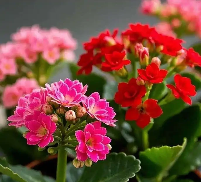 耐陰花卉 Top10!好看又好養,寓意超吉祥