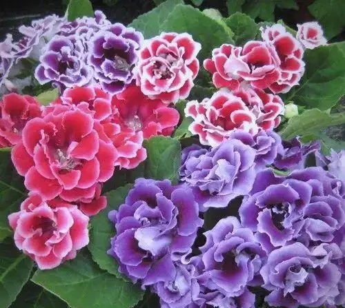 耐陰花卉 Top10!好看又好養,寓意超吉祥