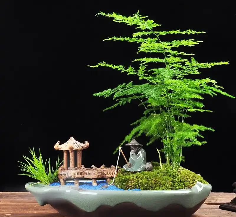 耐陰花卉 Top10!好看又好養,寓意超吉祥